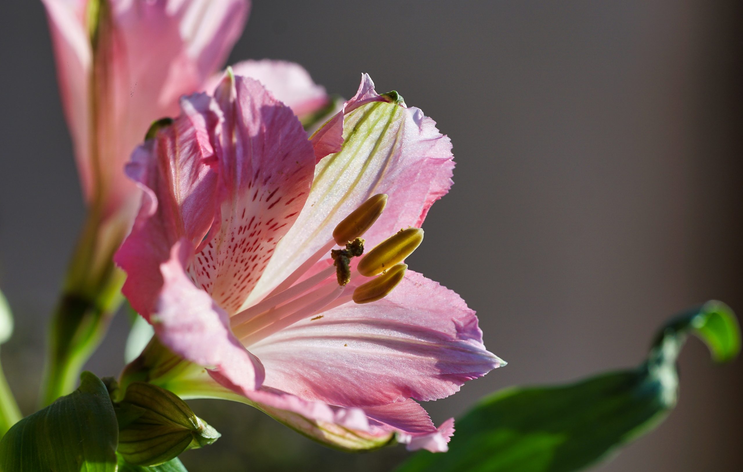 Alstroemeria aurea, Graham