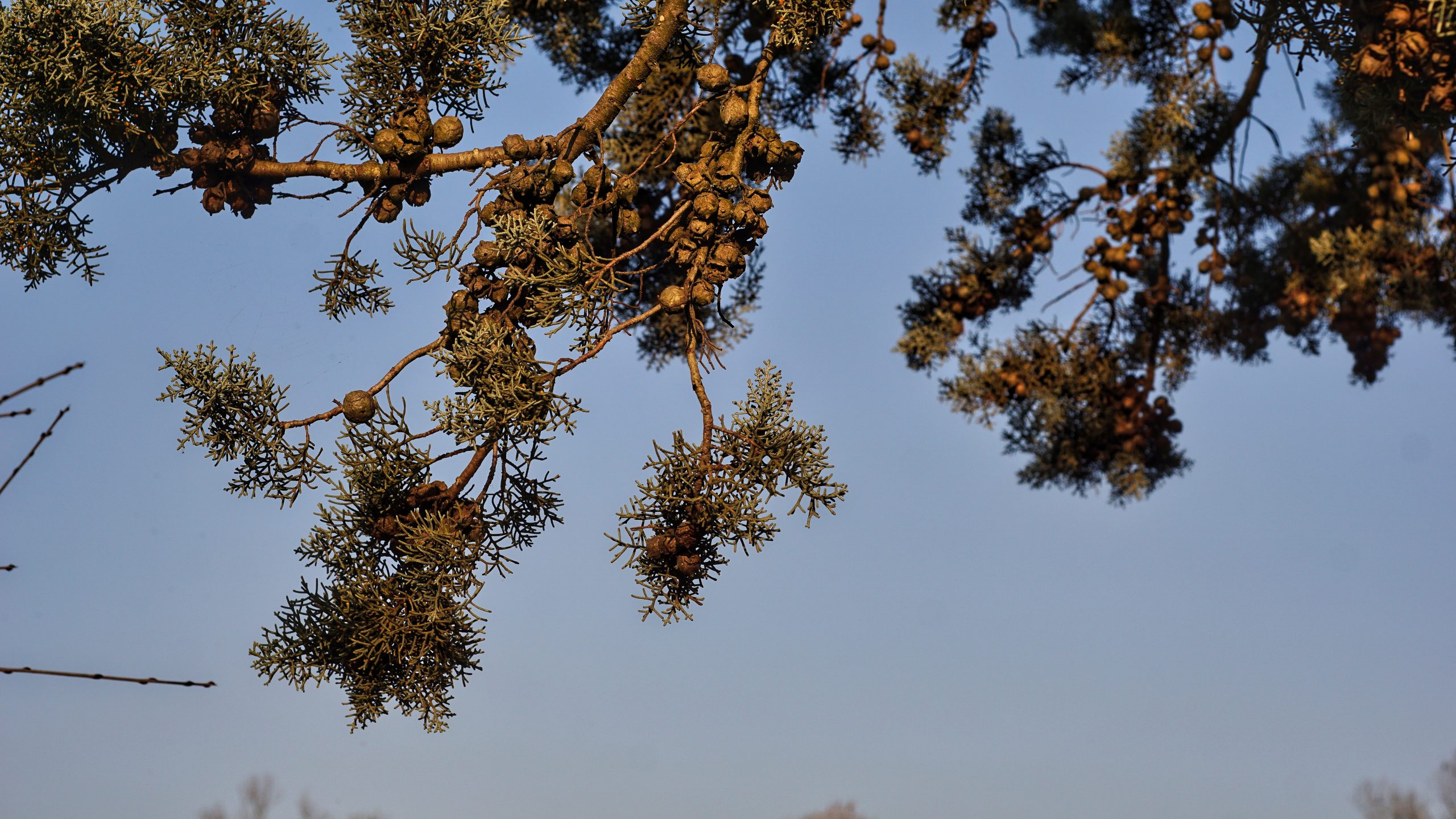 Cupressus abramsiana, C.B.Wolf