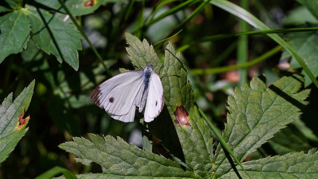 Fewer insects, what happens? - Pieris rapae, L.