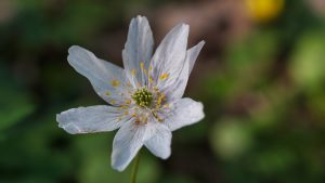 Anemone nemorosa, Holub