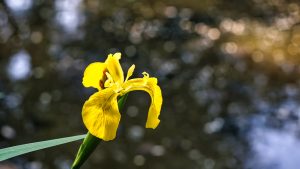 Iris pseudacorus, L.