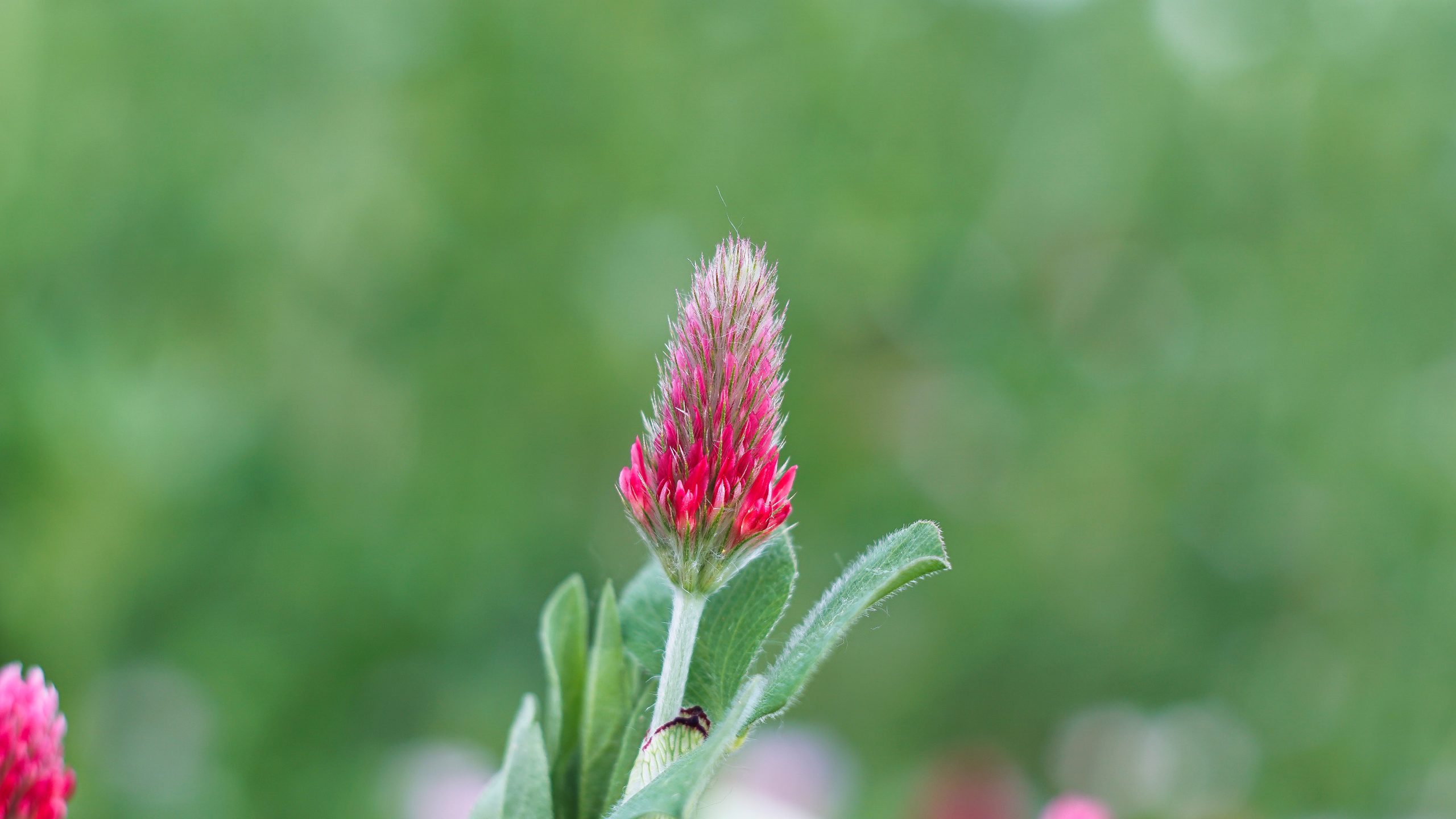 Trifolium incarnatum, L.