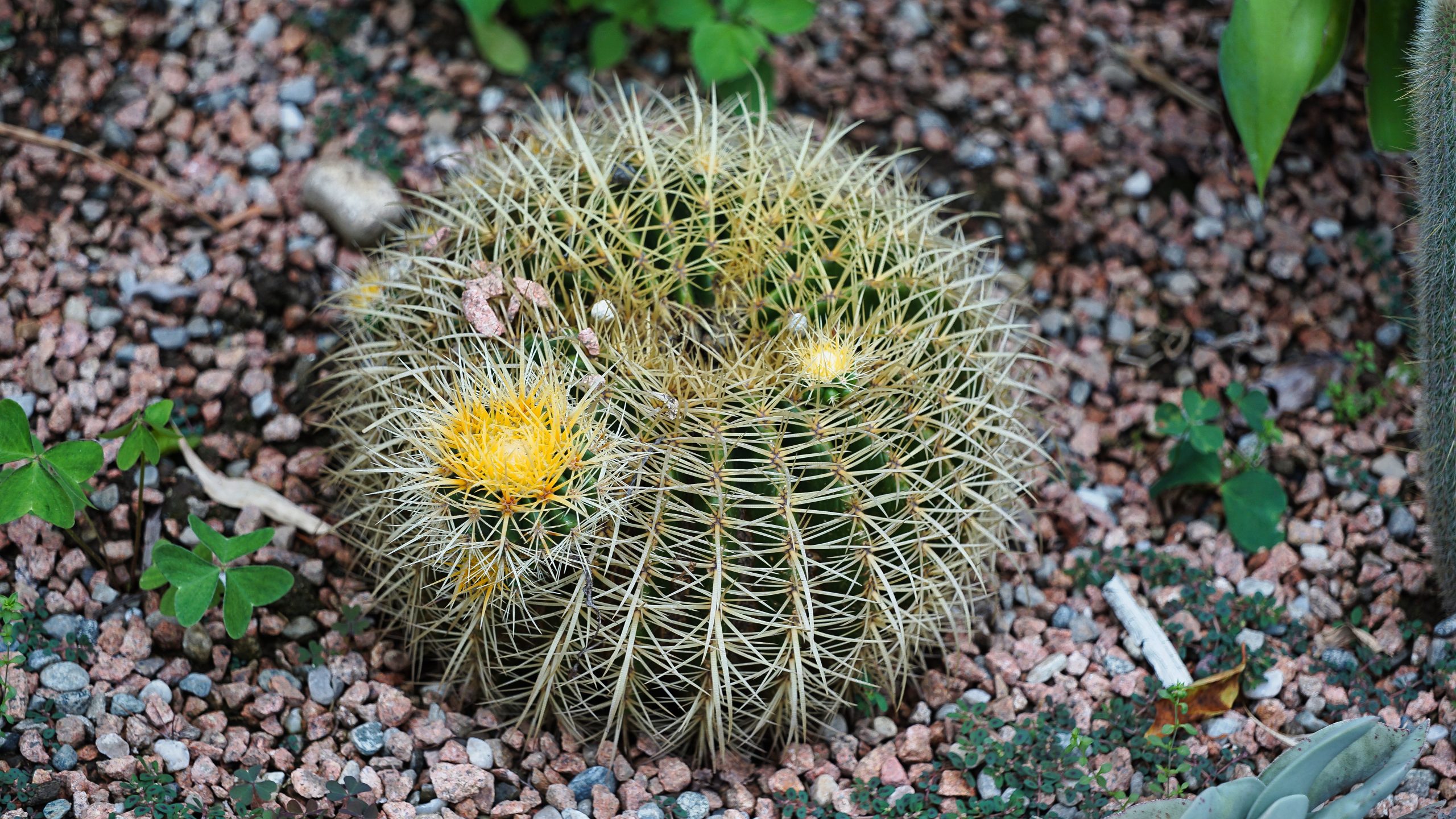 Echinocactus grusonii, Hildm.