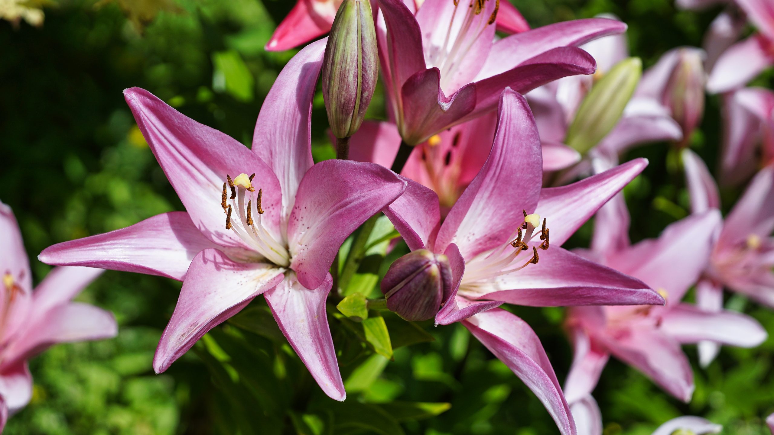 Amaryllis belladonna, L.