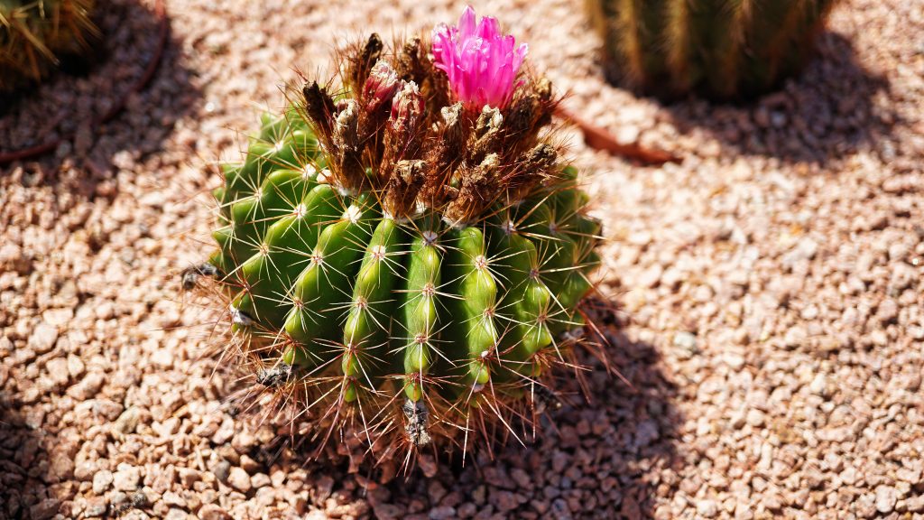 Parodia herteri, N.P.Taylor