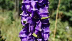 Aconitum napellus, L.