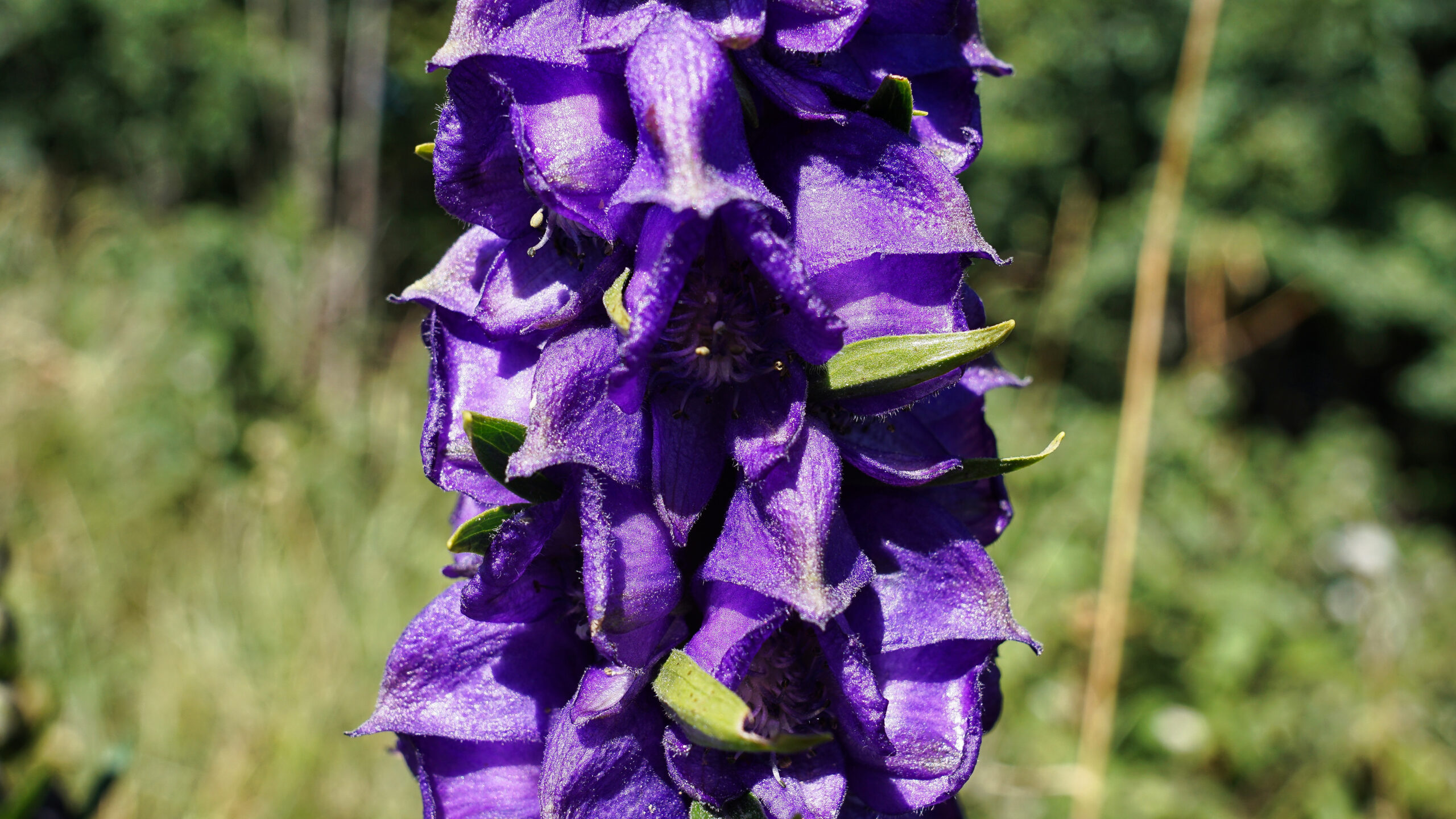 Aconitum napellus, L.