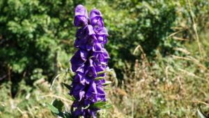 Aconitum napellus, L..