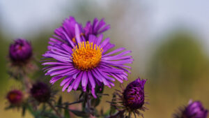 Aster alpinus, L.