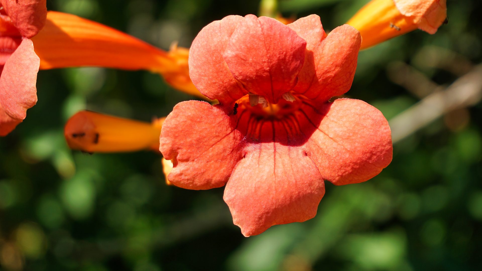 Campsis radicans, Seem.