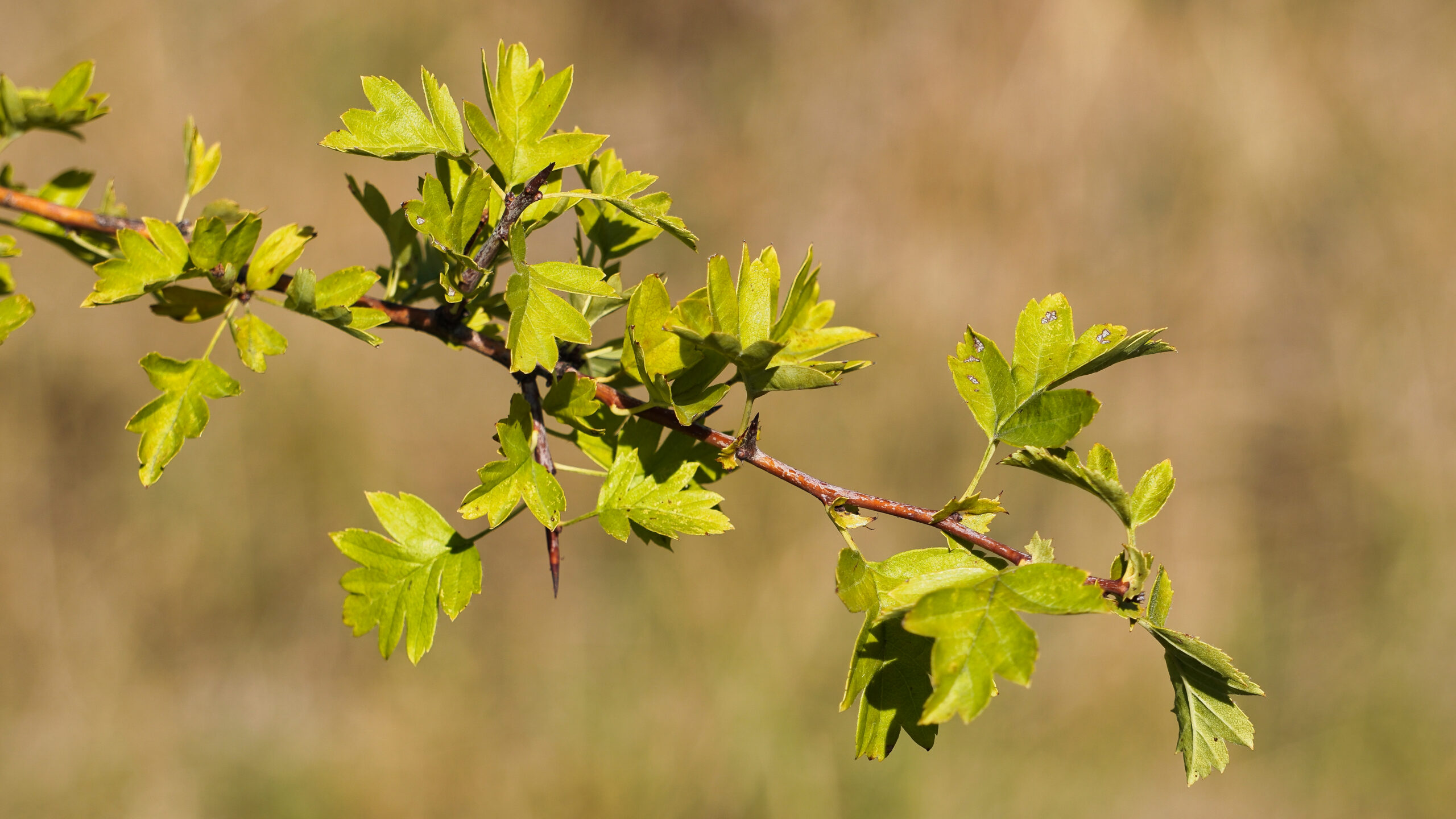 Crataegus monogyna, Jacq.