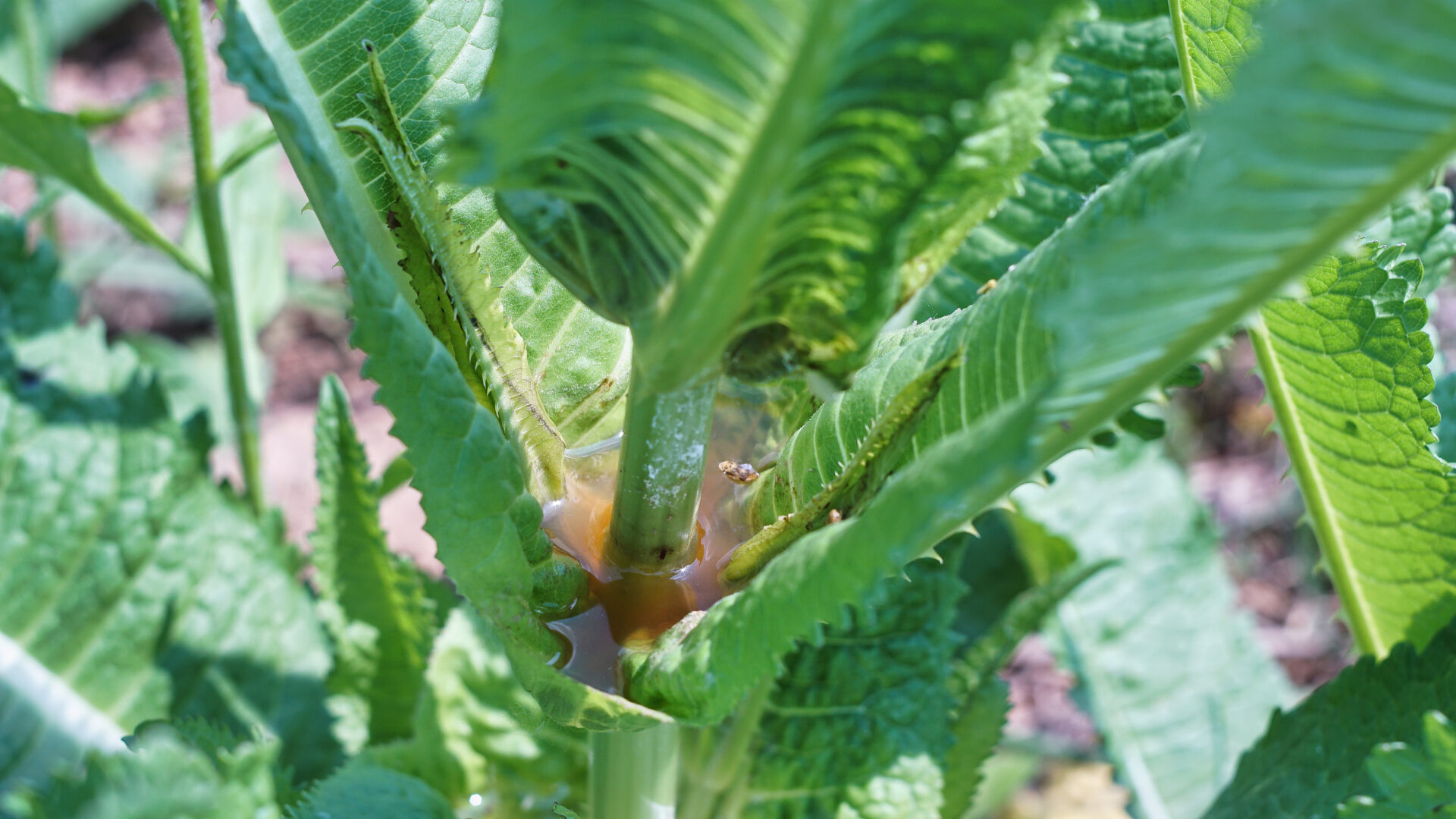 Dipsacus fullonum (leaves water reserve), L.