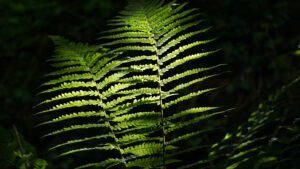 Dryopteris filix-mas, (L.) Schott