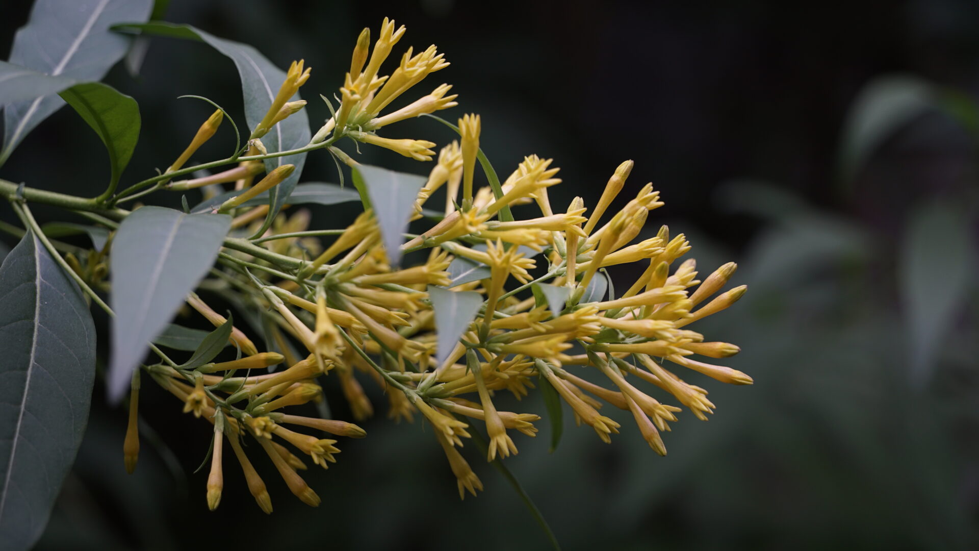 Cestrum parqui, L'Her