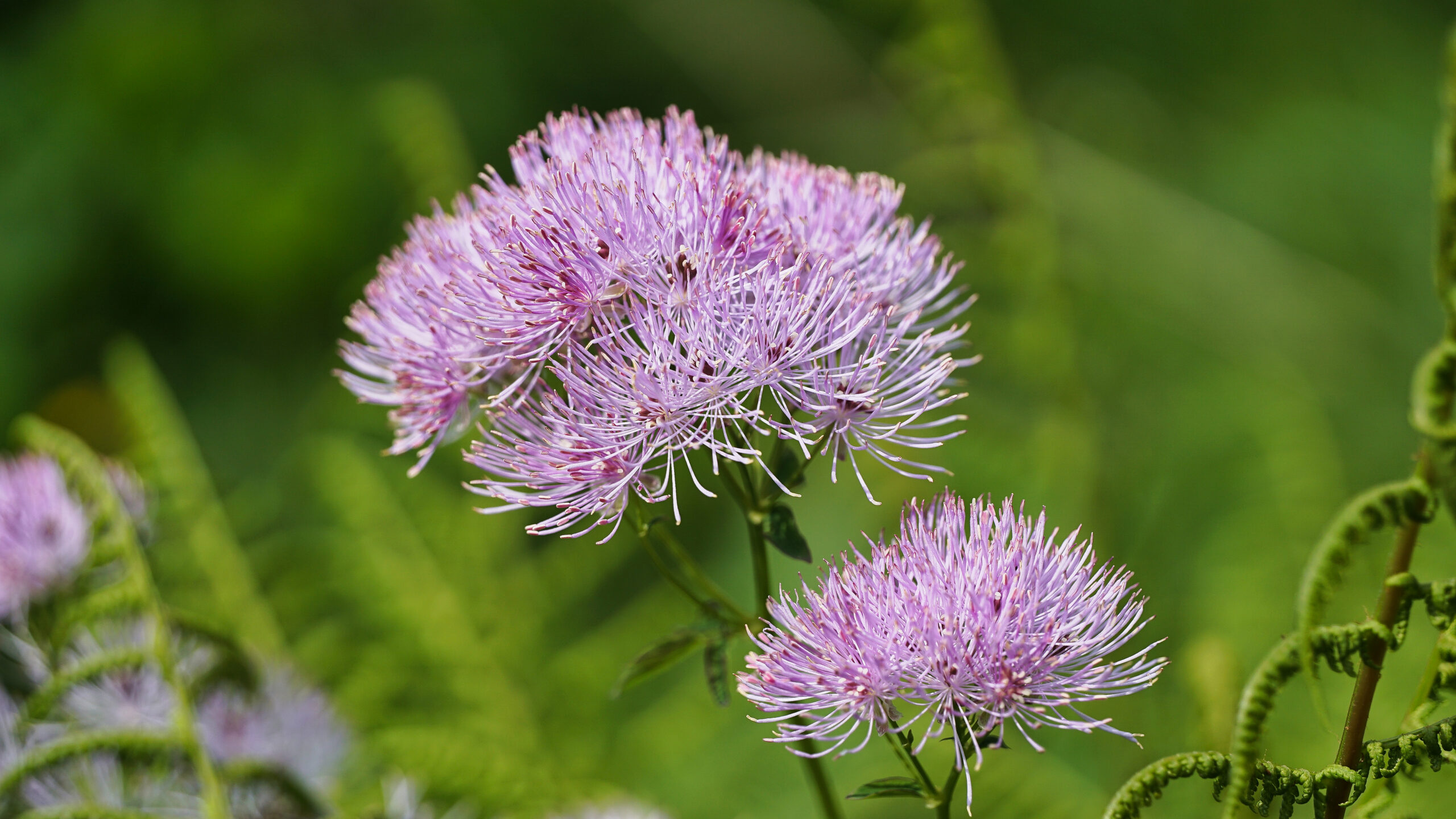 Thalictrum aquilegiifolium, L.