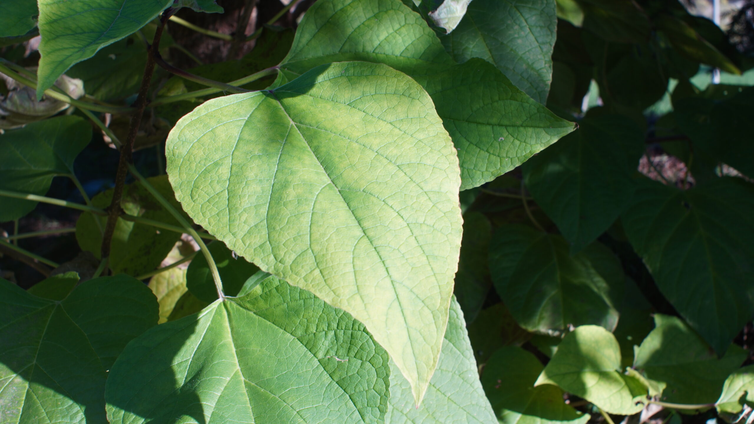 Clerodendrum trichotomum, Thunb