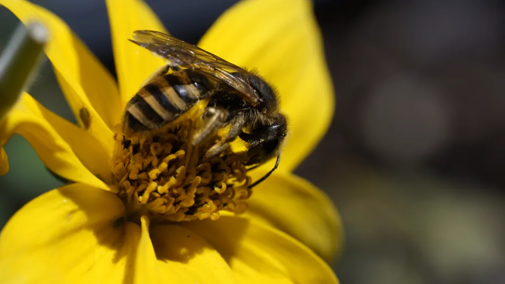 Fewer insects, what happens? - Bee Pollinator