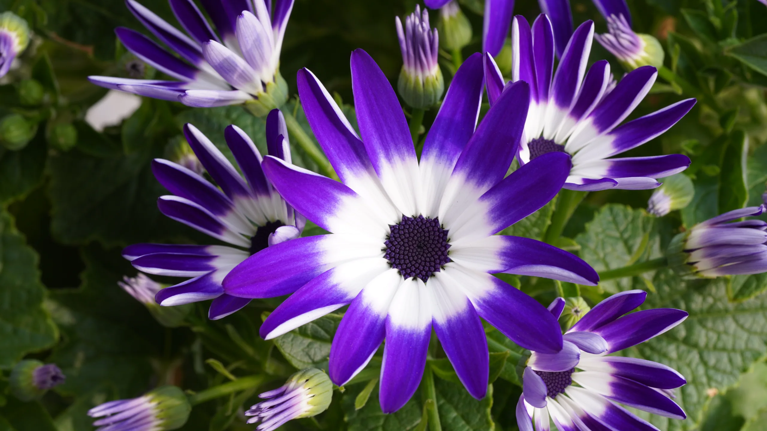 Pericallis lanata (violet color), L'Hér.