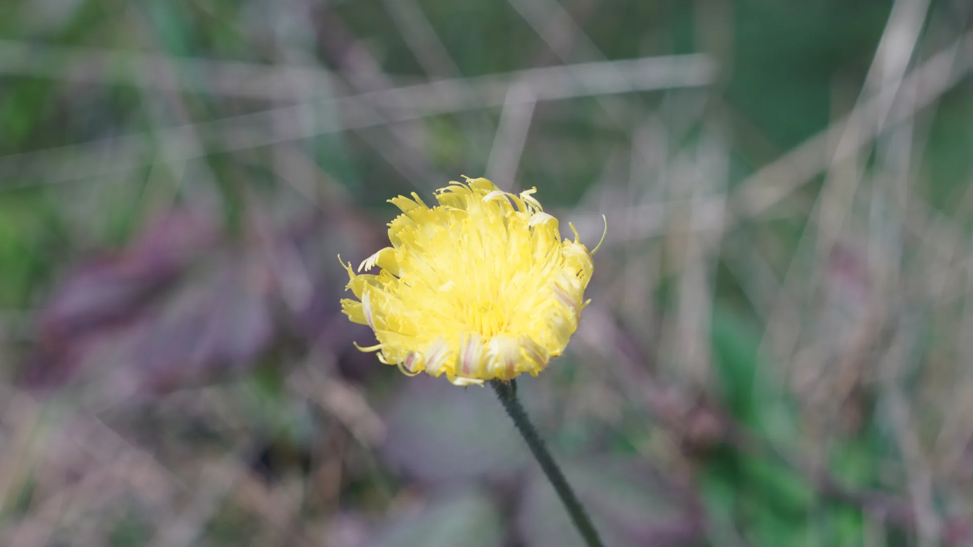 Pilosella Peleteriana, F.W.Schultz & Sch.Bip.