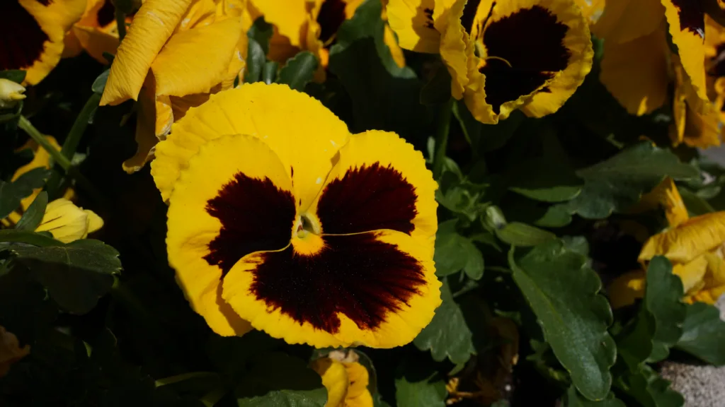 Viola tricolor, L.