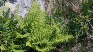 Athyrium distentifolium, Tausch