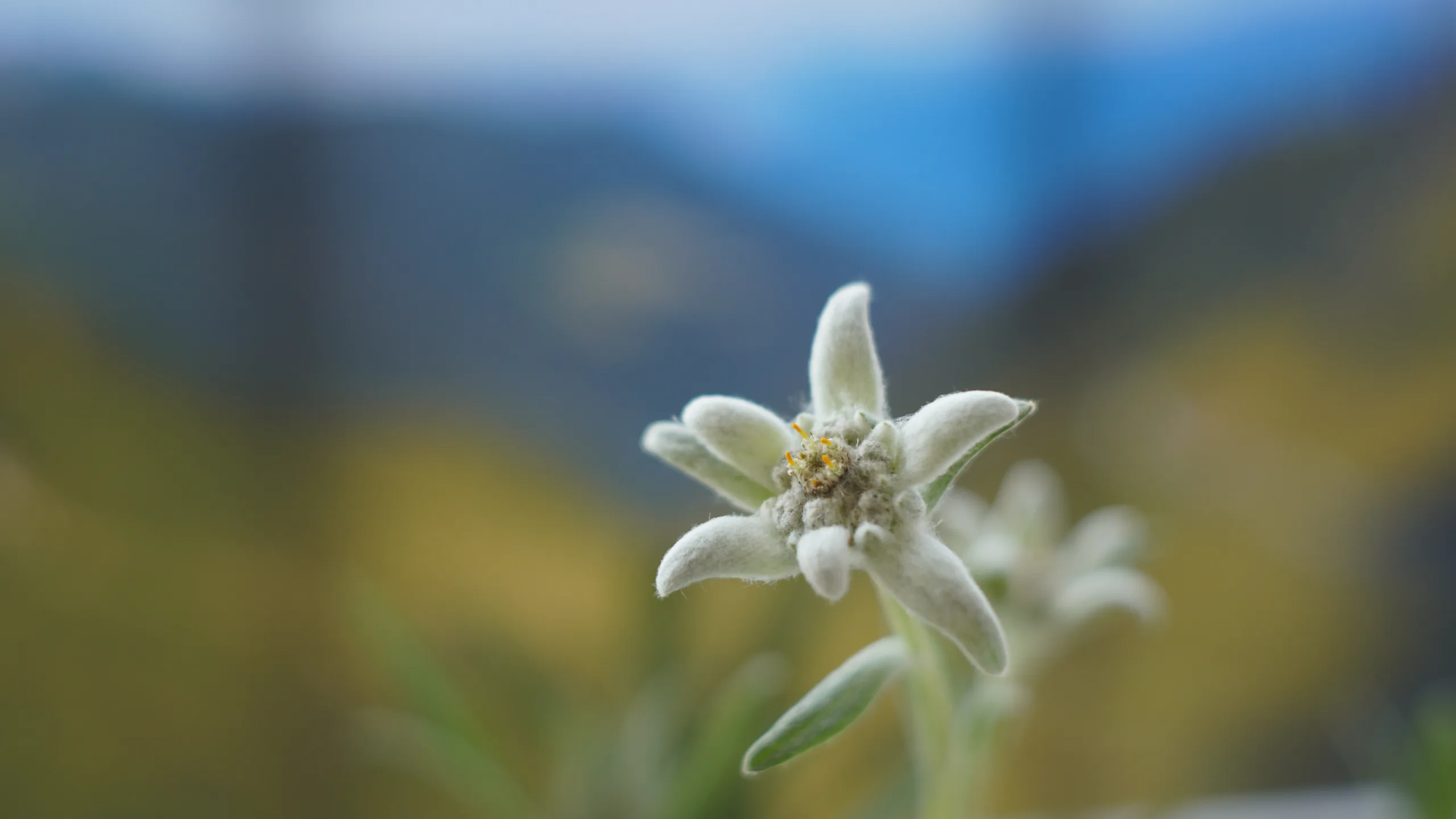 Leontopodium alpinum, (syn. Leontopodium nivale) - Colm