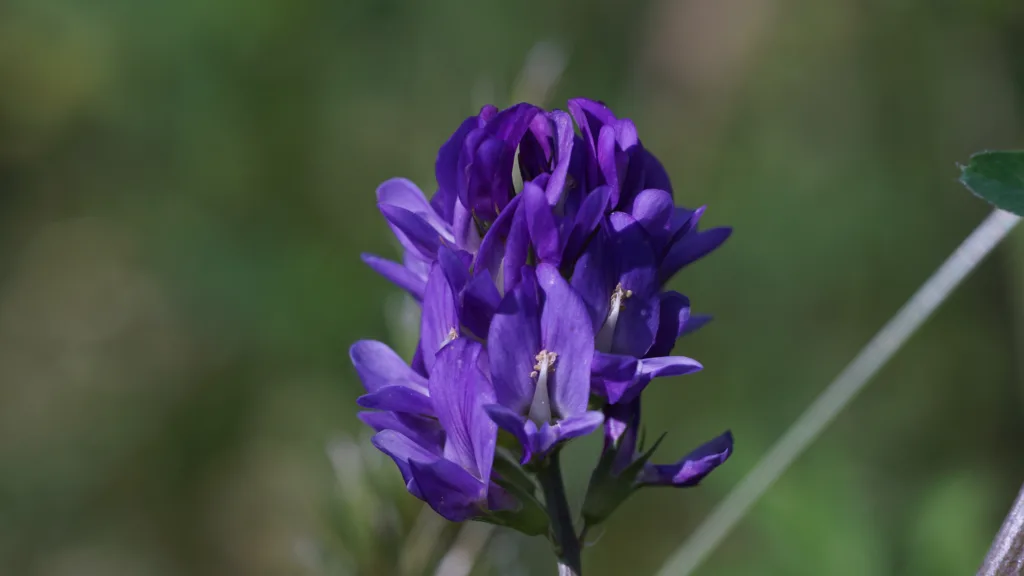 Campanula glomerata, L.