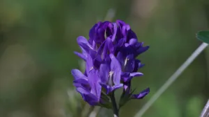 Campanula glomerata, L.