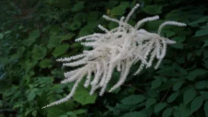 Aruncus Dioicus, Fernald