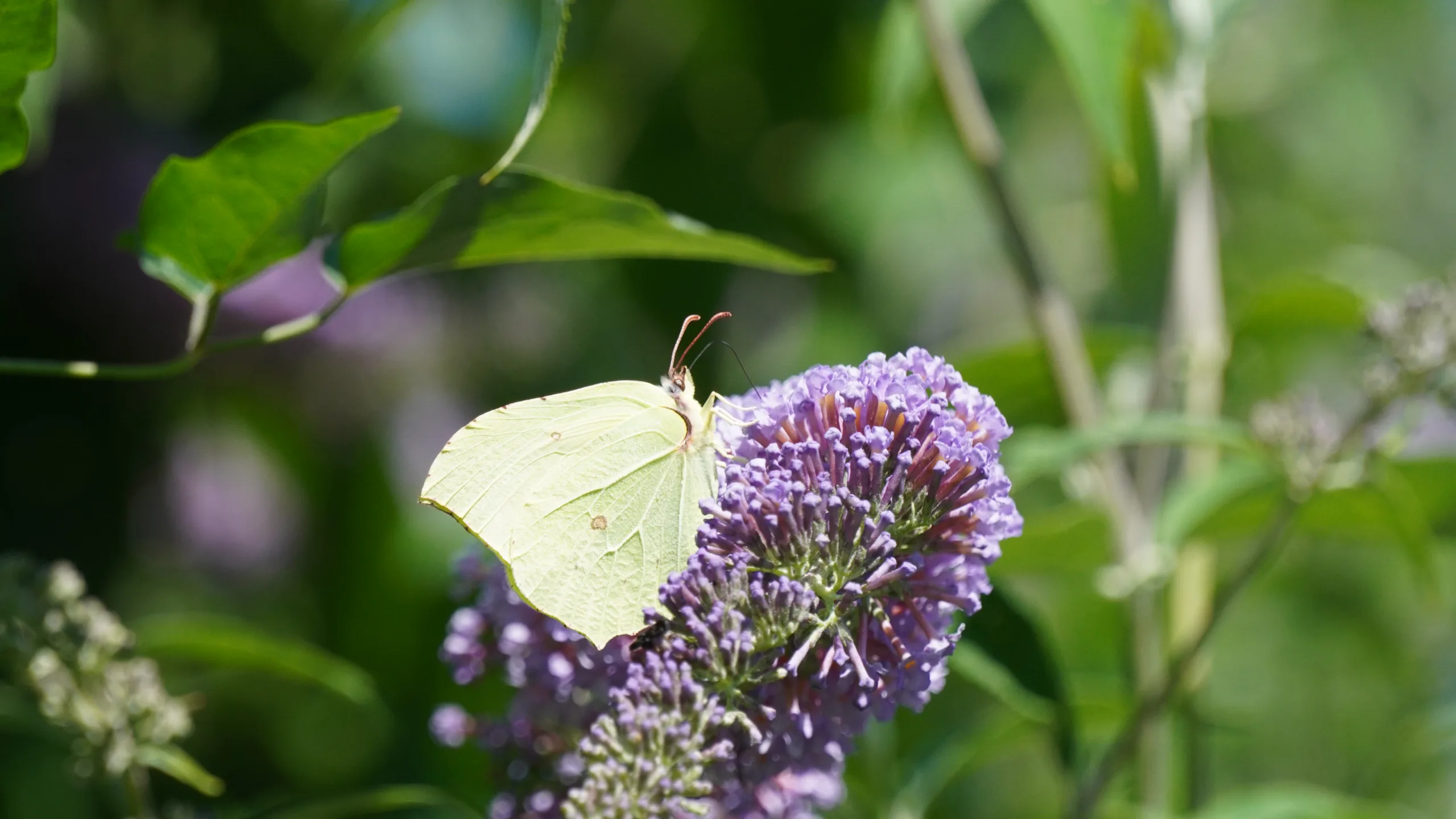 Gonepteryx rhamni, L. - 2023.06.25