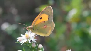 Colias croceus, Geoffroy - 2023.09.30