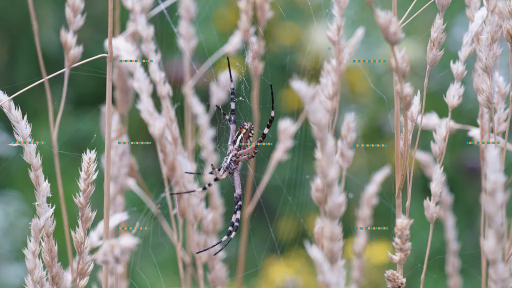 Macro photography close-up photography - Argiope bruennichi, Scopoli