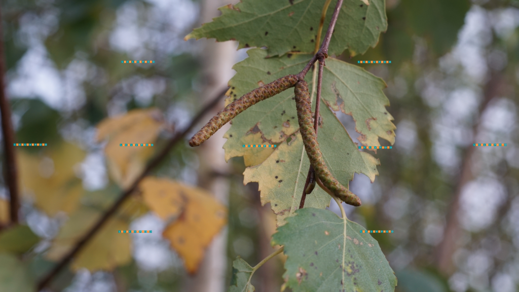 Minolta 50mm F2.0 - Betula pendula, catkins