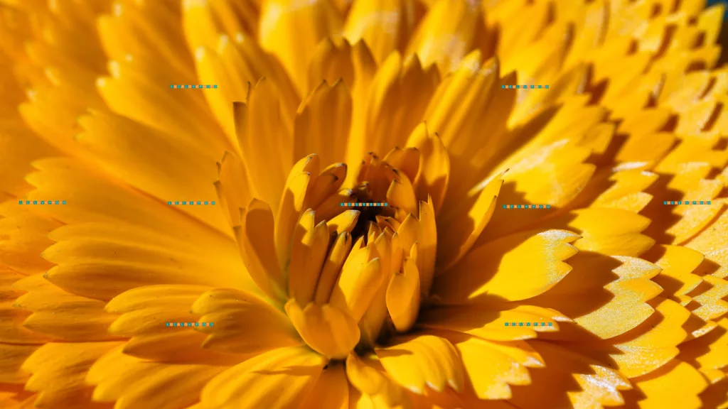 Calendula officinalis, L. - Images