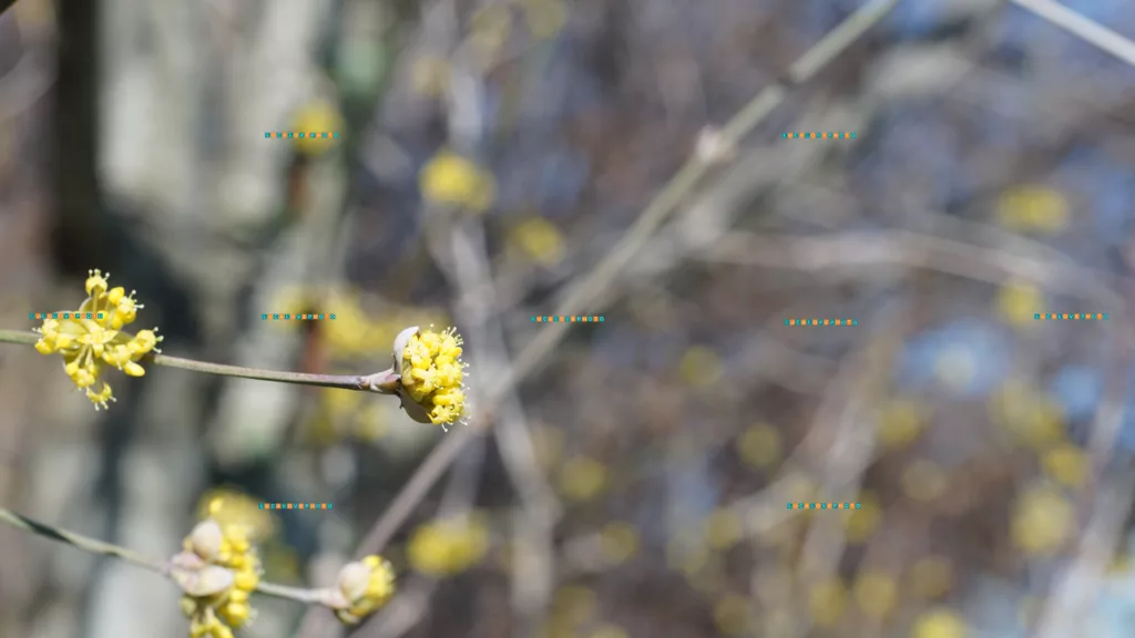 Cornus mas, buds - Vintage Lenses, Bokeh