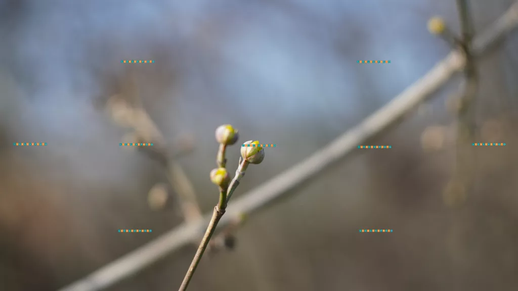 Cornus mas, yellow blooming buds - Vintage Lenses, Bokeh