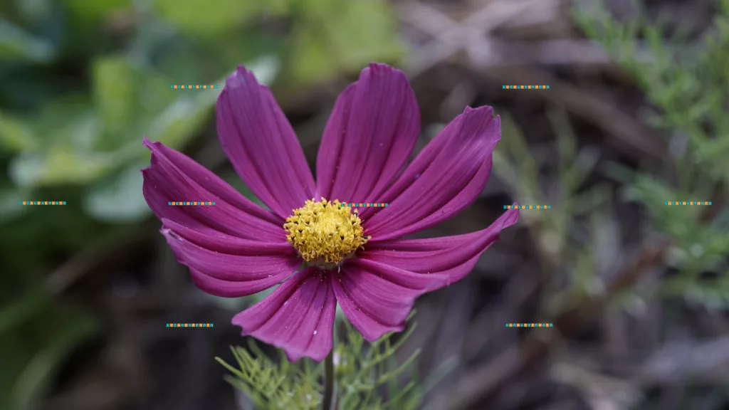 The value of Biodiversity - Cosmos bipinnatus, Cav.