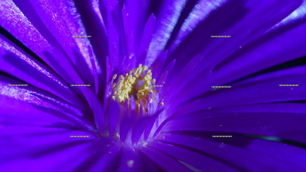 Macro photography close-up photography - Delosperma lavisiae, Bolus