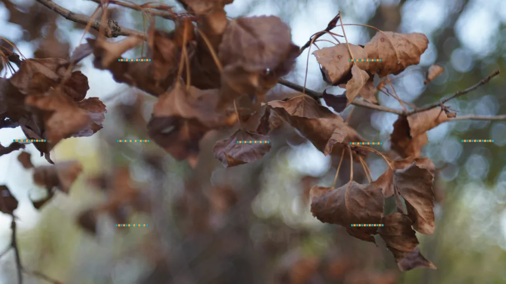 Dry leaves on branch, in autumn