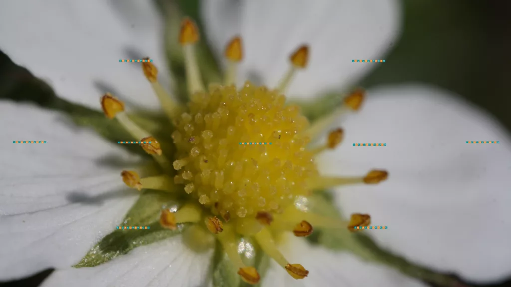 Fragaria vesca, macro - Images