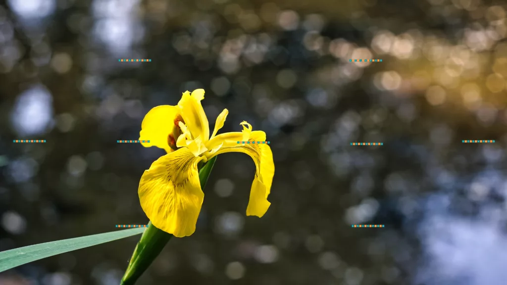 Iris pseudacorus, L - Vintage Lenses, Bokeh