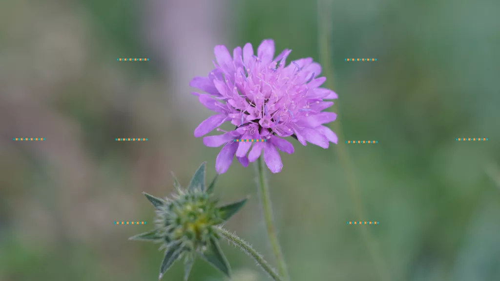 Knautia drymeia, Heuff