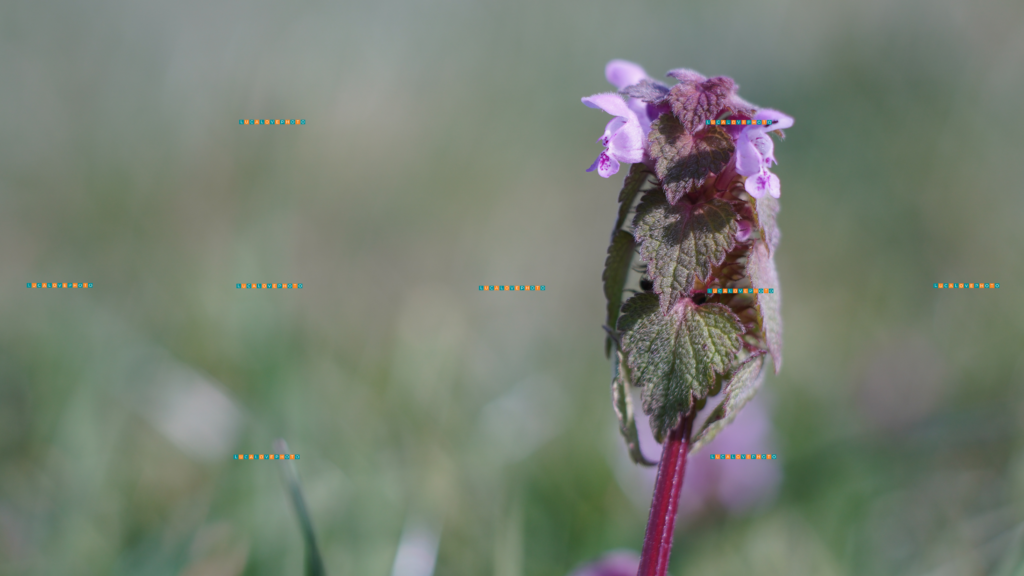 Lamium purpureum, L.