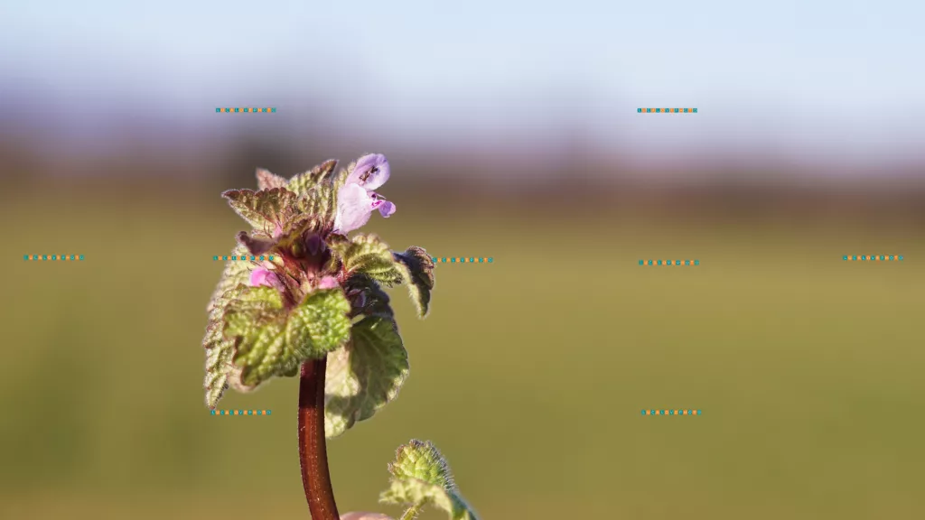 Lamium purpureum. L.