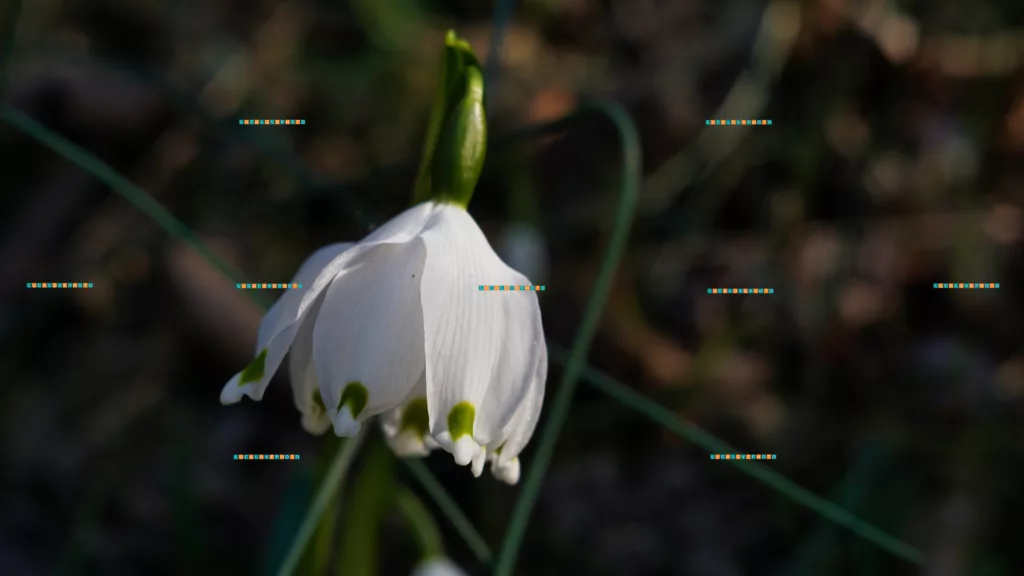 Leucojum vernum L.