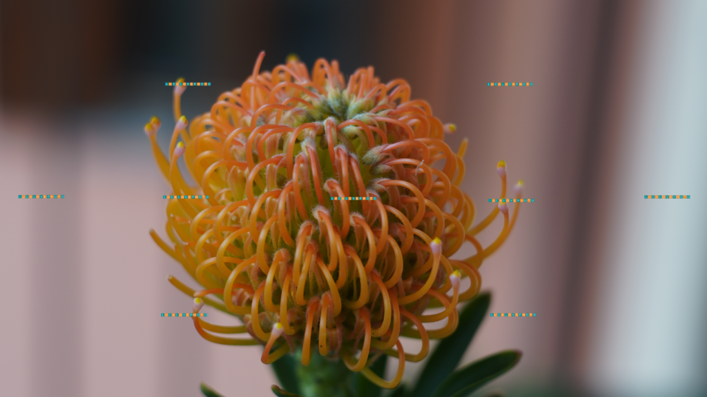 Leucospermum cordifolium, Fourc