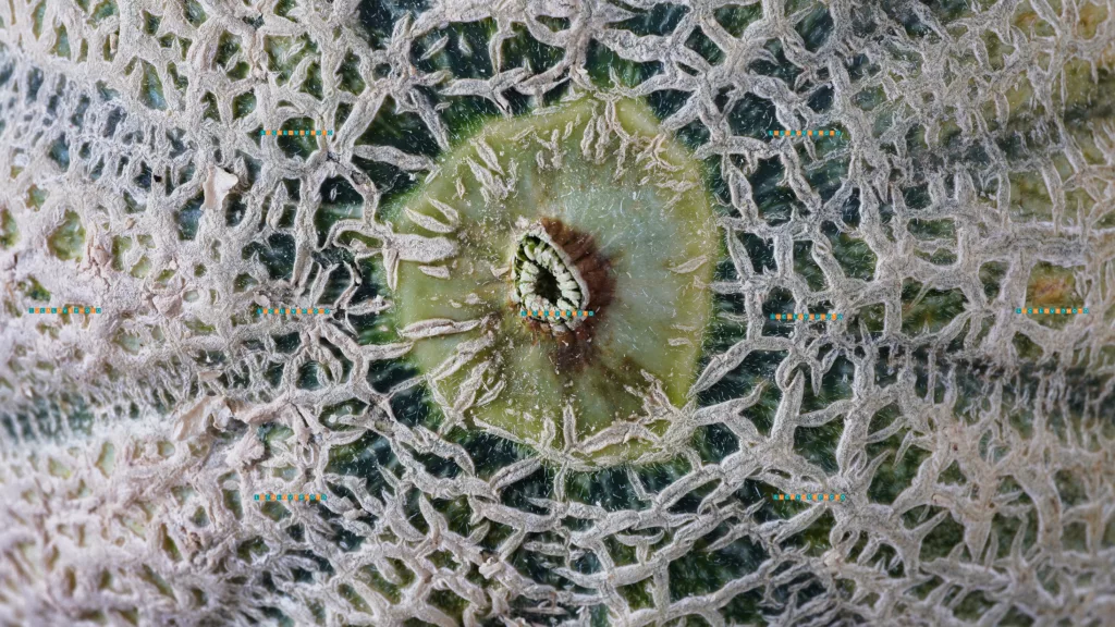 Melon rind in macro - Images