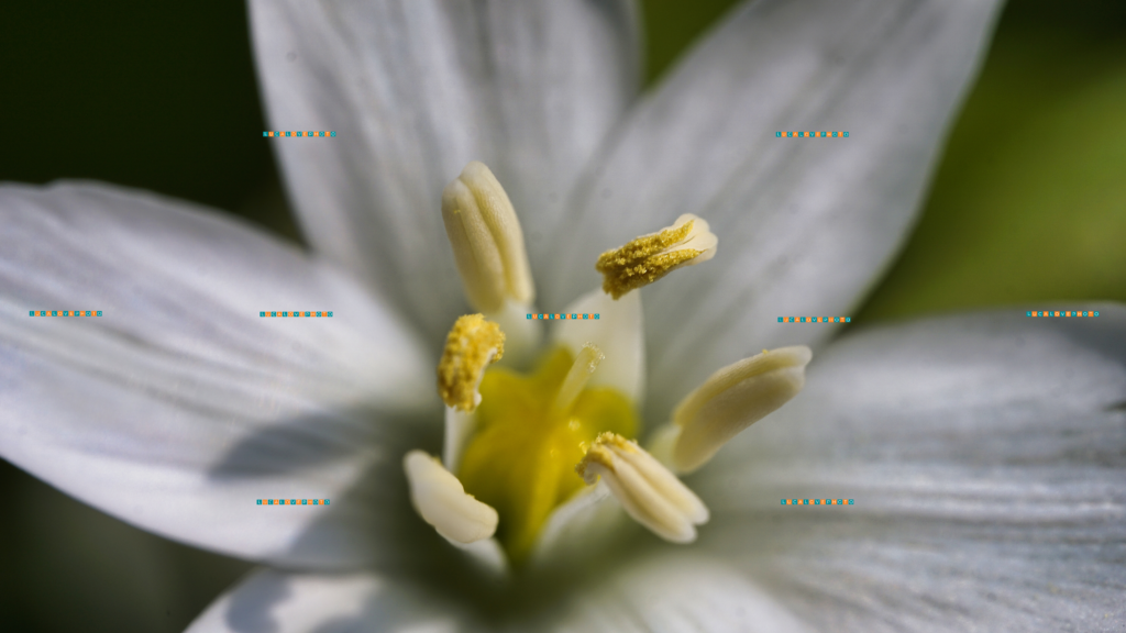 Ornithogalum umbellatum, heart - Images