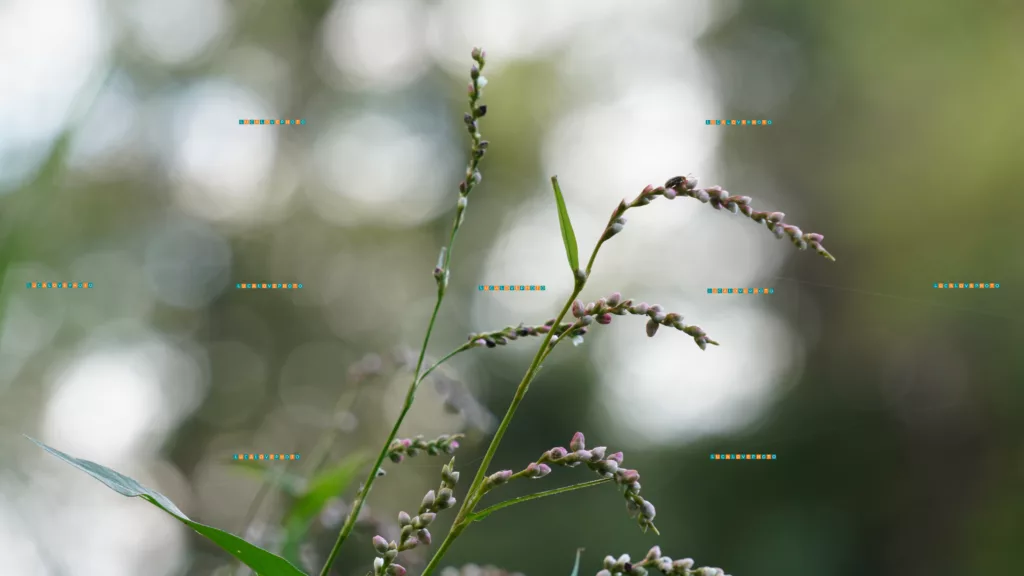 Persicaria minor, L. - Vintage Lenses, Bokeh