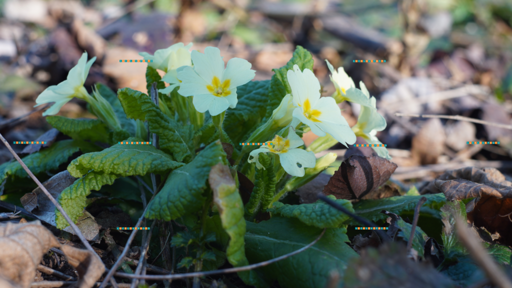 Primula vulgaris, Huds